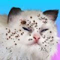 Cat Makeover[