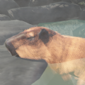 Capybara Zoo[